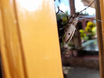 Close-up of insect on glass window