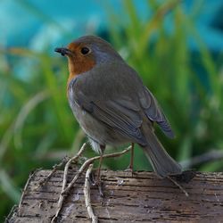 Close-up of bird perching on wood