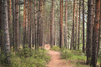 Trees in forest