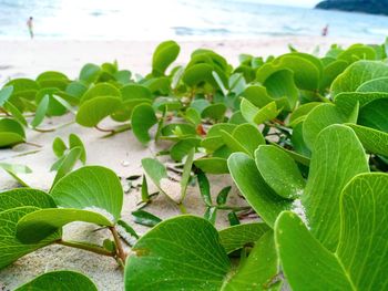 Close-up of plant growing on beach