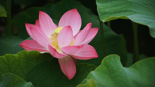 Close-up of pink lotus water lily in pond