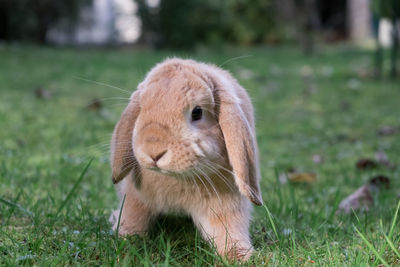 Close-up of rabbit on grassy field