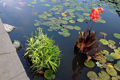 High angle view of lily pads in lake