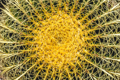 Full frame shot of succulent plant