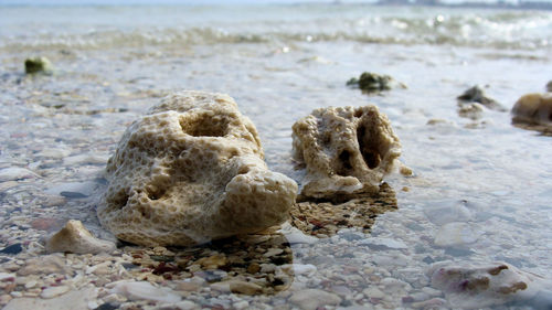 Close-up of crab on beach