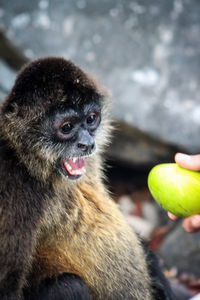 Close-up of monkey on hand
