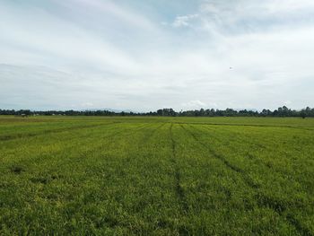 Scenic view of agricultural field against sky