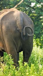 Close-up of elephant on field