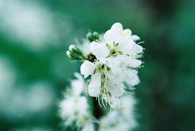 Close-up of white flower tree