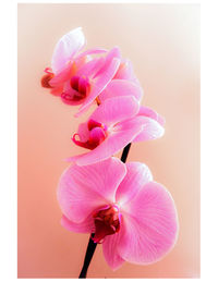 Close-up of pink orchid against white background