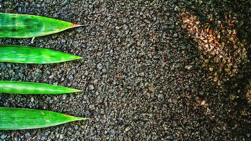 Full frame shot of green leaves