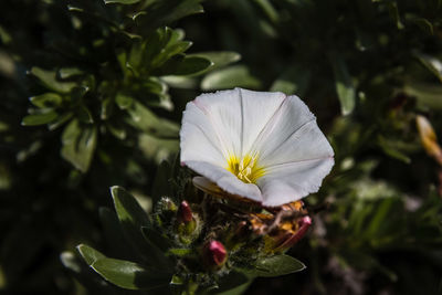 Close-up of white flower blooming outdoors