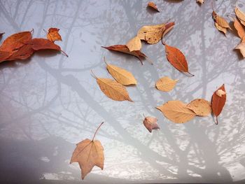 Close-up of leaves