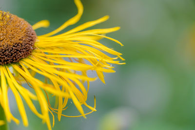 Close-up of yellow flowering plant