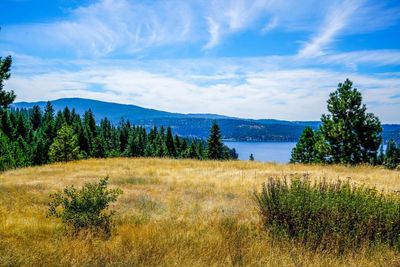 Scenic view of field against sky