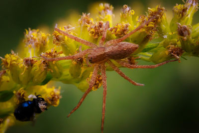 Close-up of bee on plant