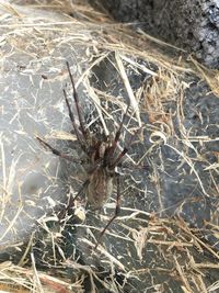 Full frame shot of spider web