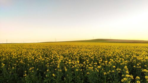 Scenic view of oilseed rape field against sky