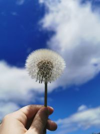 Dandelion agains a bright blue sly background