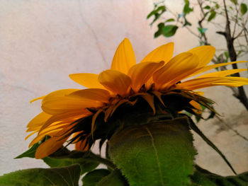 Close-up of yellow flower on plant