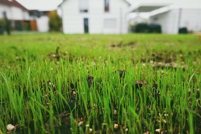 Crops growing on field