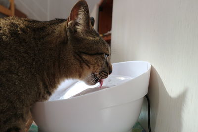 Close-up of cat drinking from glass