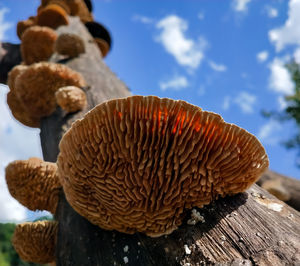 Close-up of mushrooms on wood against sky
