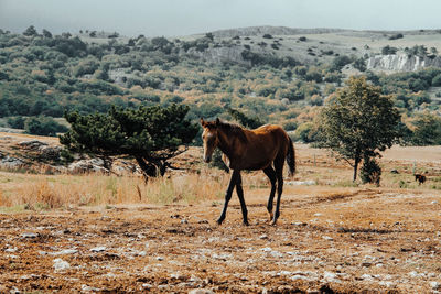 Horse standing in a field