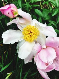 Close-up of pink flowers blooming outdoors