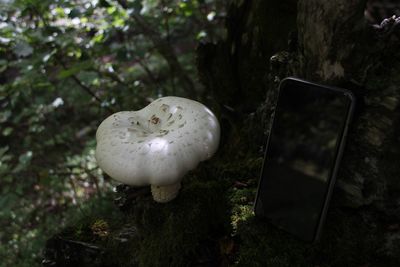 Close-up of mushroom on wet road in forest