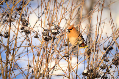 Low angle view of bird perching on bare tree