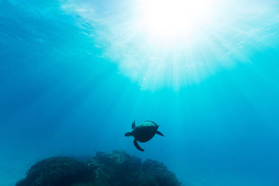 Low angle view of person swimming in sea