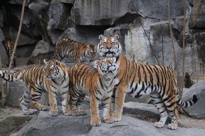 Close-up portrait of tiger family