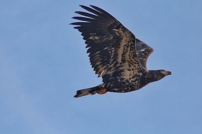 Low angle view of eagle flying against clear sky