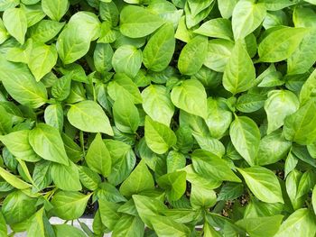 Full frame shot of green leaves