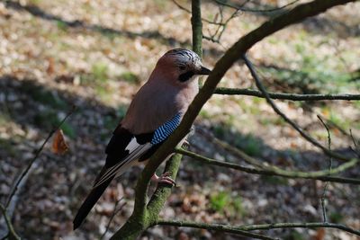 Bird perching on tree