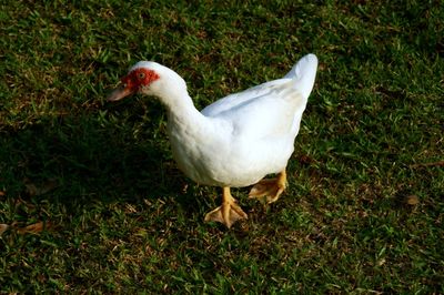 Close-up of swan on grass