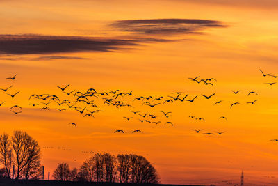 Flock of birds flying against sky during sunset