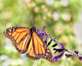 Close-up of butterfly on flower