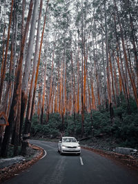 Cars on road amidst trees in forest