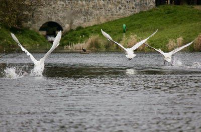 Birds in water