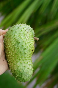 Close-up of hand holding fruit