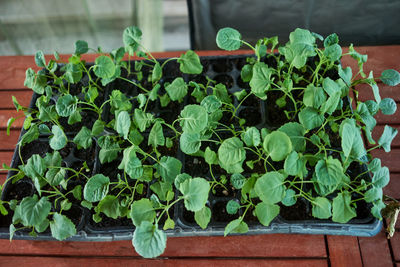 High angle view of potted plants