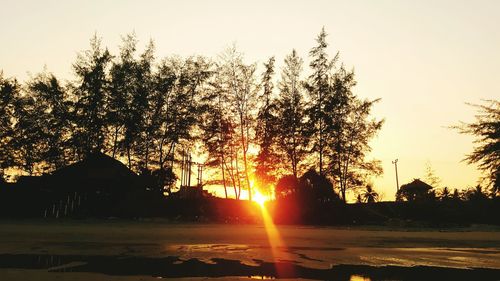 Sun shining through trees