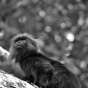 Close-up of monkey looking away