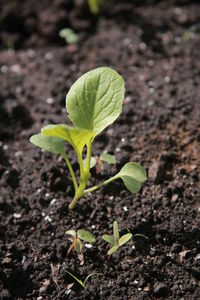 Close-up of plant growing on field