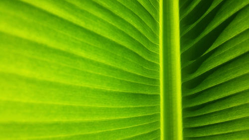 Full frame shot of green leaves