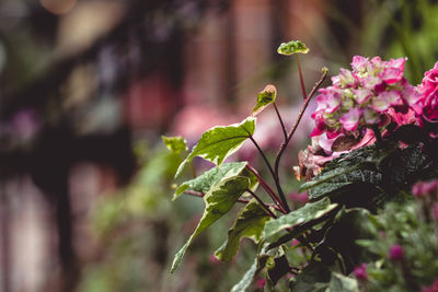 Close-up of pink flowering plant