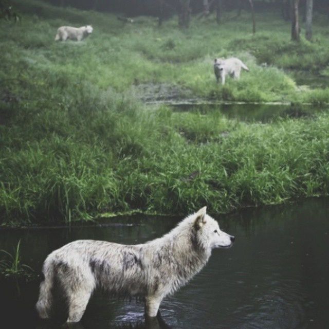 animal themes, water, mammal, animals in the wild, lake, wildlife, one animal, domestic animals, grass, two animals, waterfront, nature, river, no people, day, outdoors, green color, field, animal family, white color