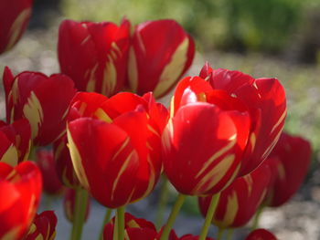 Close-up of red tulips blooming in park